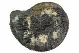 Fossil Ammonite (Perisphymus) - Cuba #104573-1